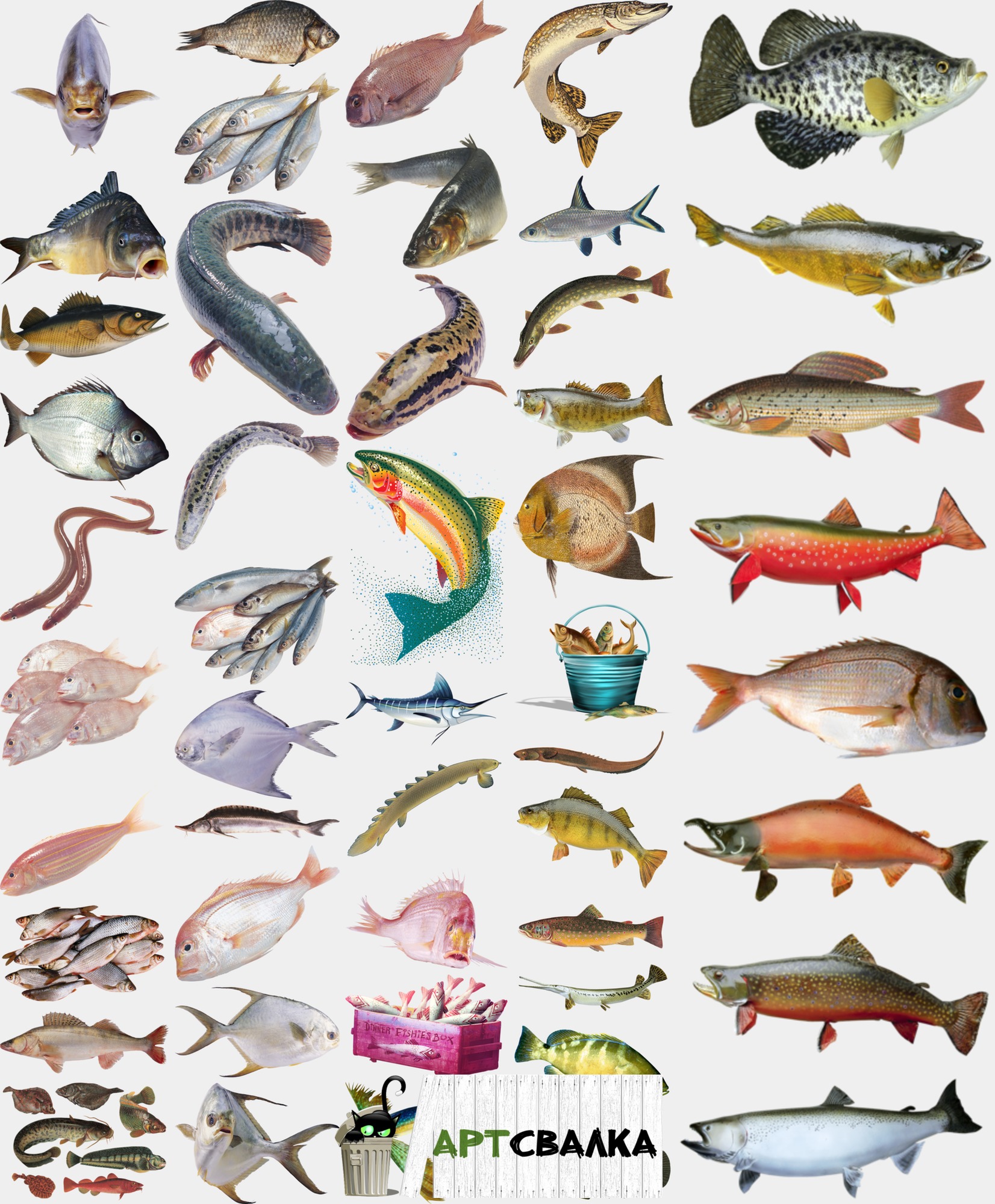 Съедобная рыба на прозрачном фоне | Edible fish on a transparent background